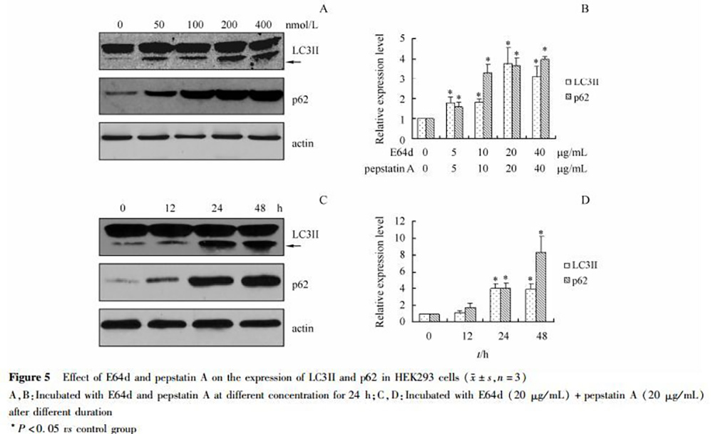 API-Drug Peptid1